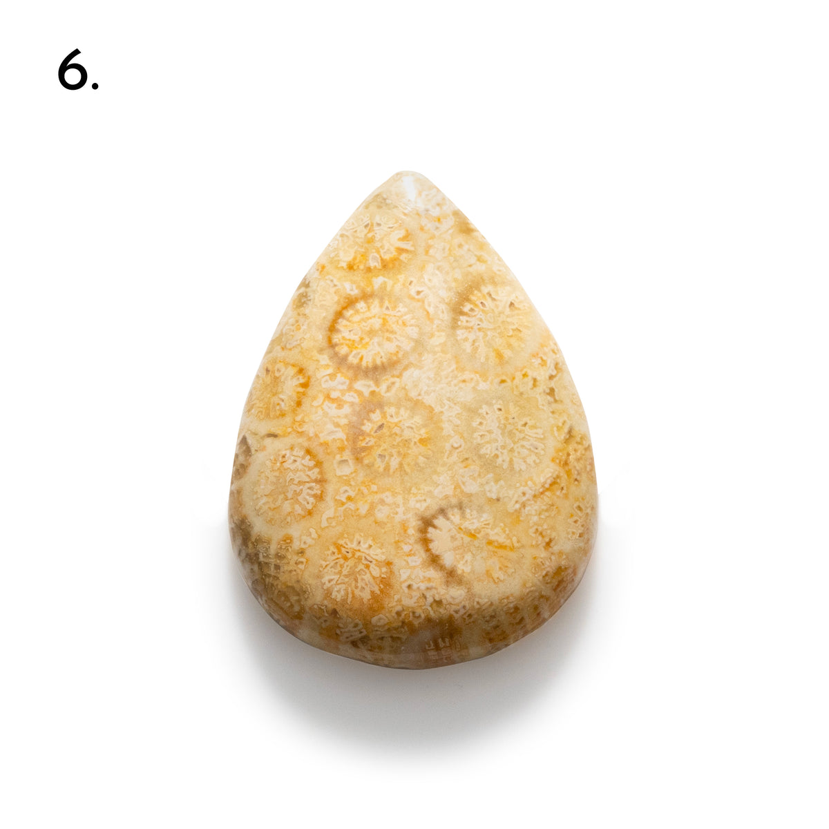 Fossiled Coral Freeform Cabochons