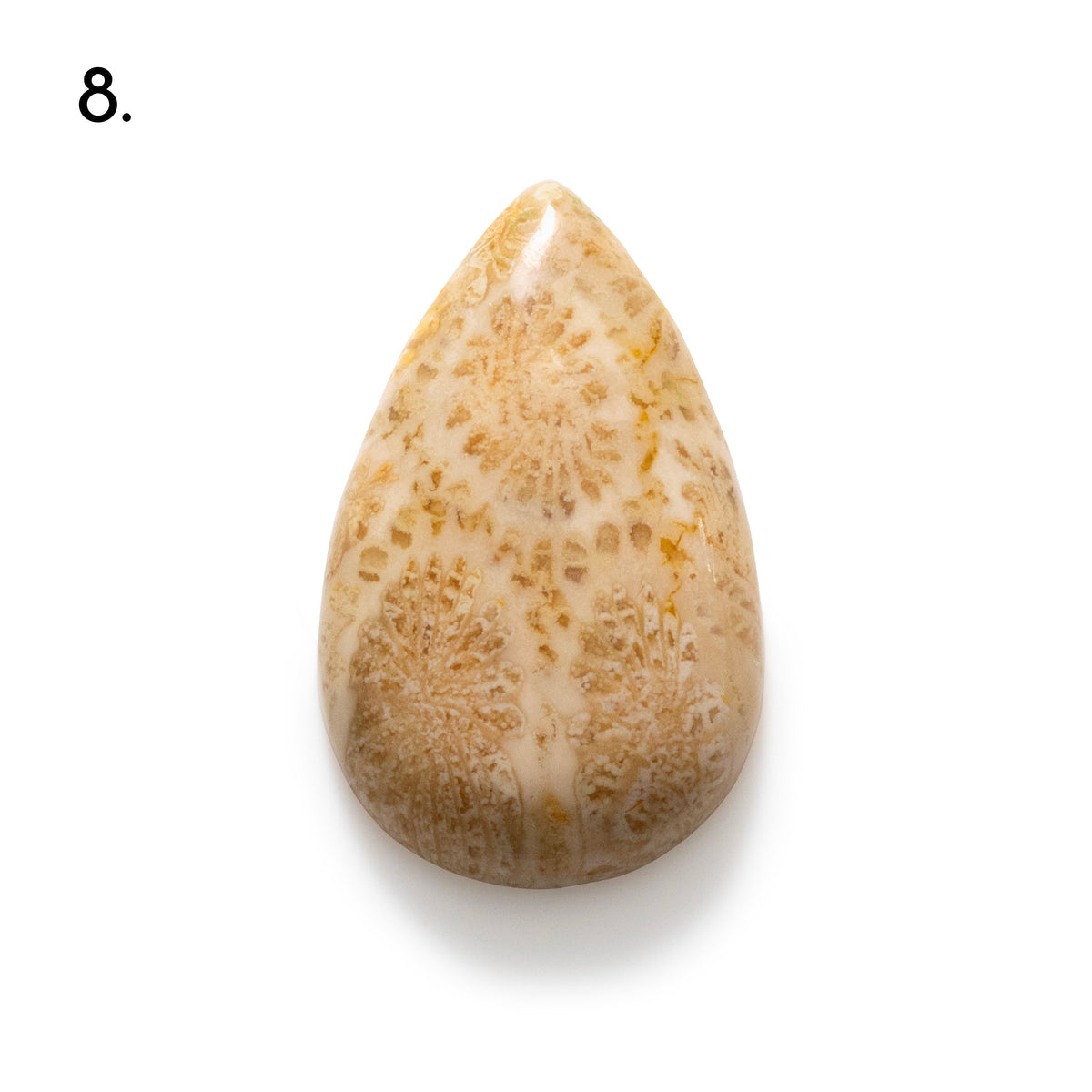 Fossiled Coral Freeform Cabochons