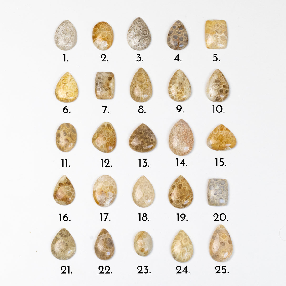 Fossiled Coral Freeform Cabochons